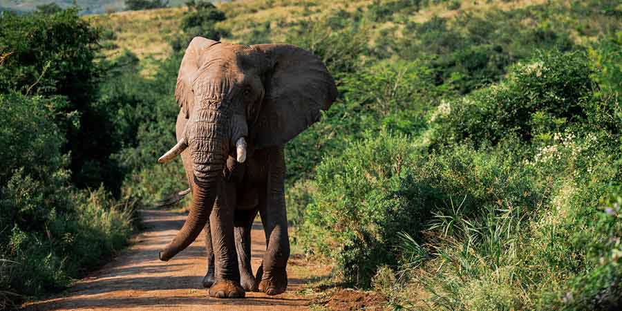 Elephants
