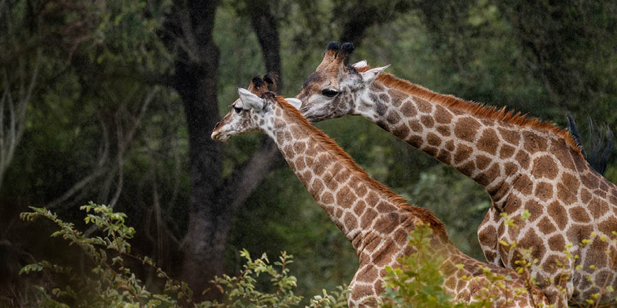 Spotting ‘Big Five’ wildlife in top reserves including the Kruger Park