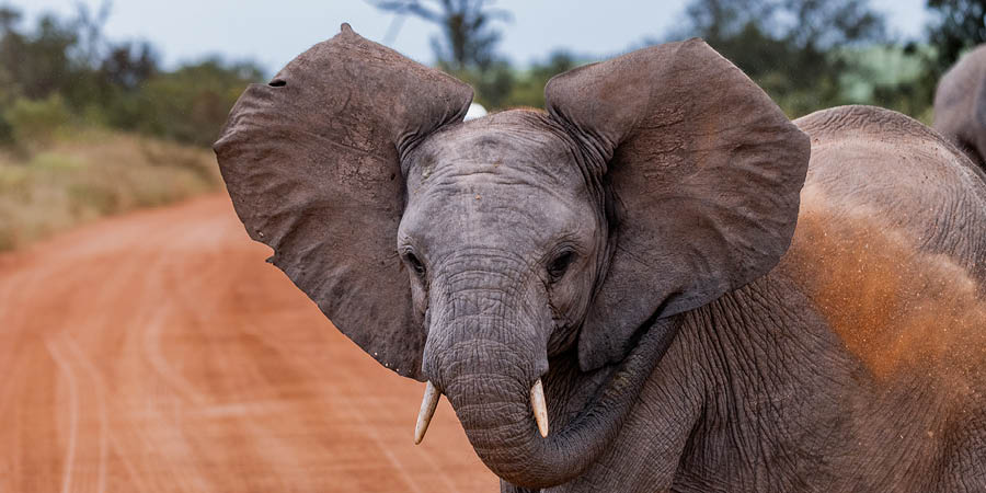 Encountering the elephants of Addo Elephant Park