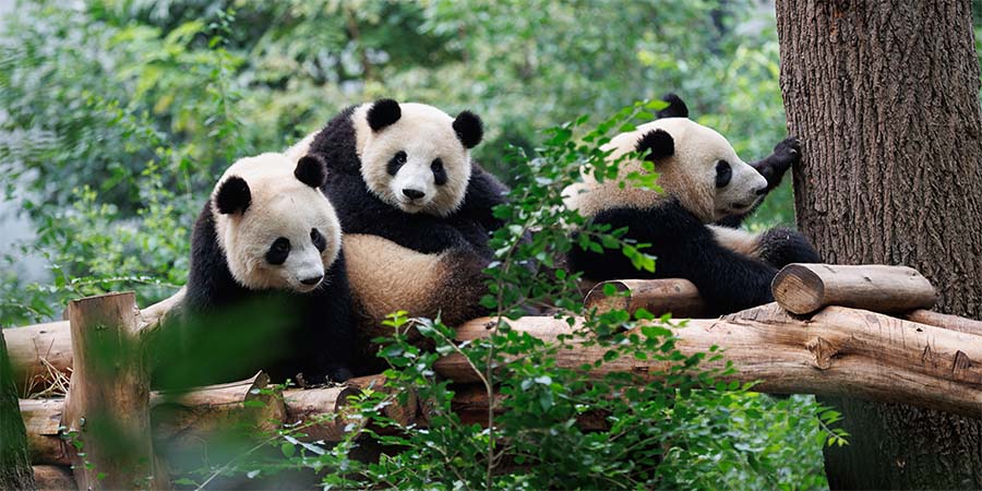 Meeting giant pandas in Chengdu