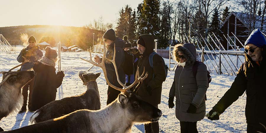  Customers enjoy a Sámi experience meeting reindeer. 