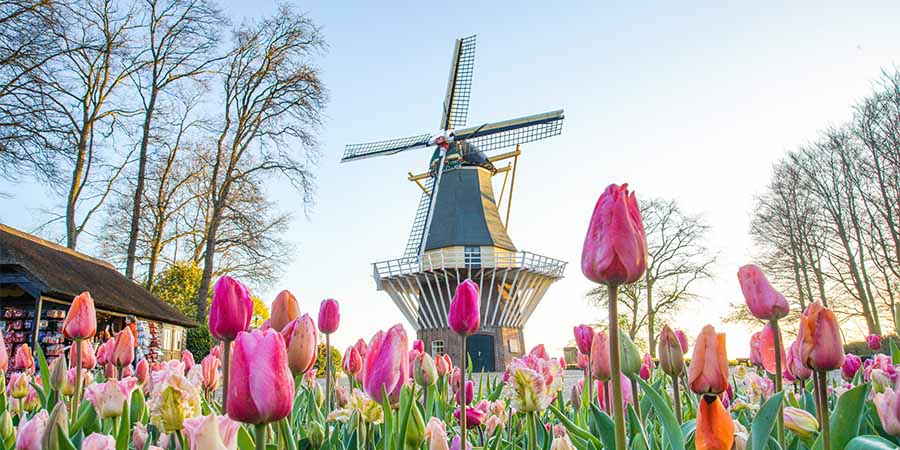 Pink tulips blooming in the foreground with a traditional Dutch windmill rising behind them in Keukenhof Gardens.